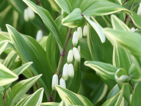 Polygonatum odoratum var. pluriflorum cv. Variegatum