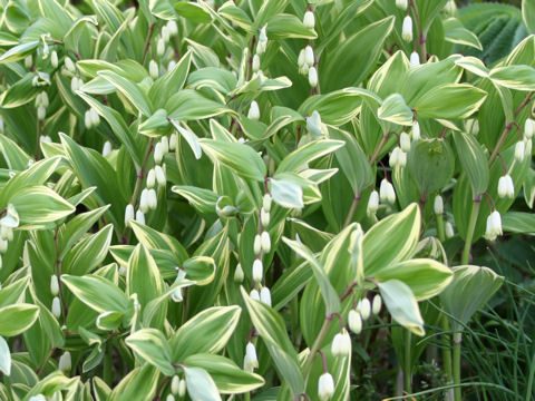 Polygonatum odoratum var. pluriflorum cv. Variegatum