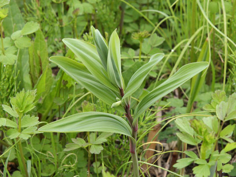 Polygonatum odoratum var. pluriflorum