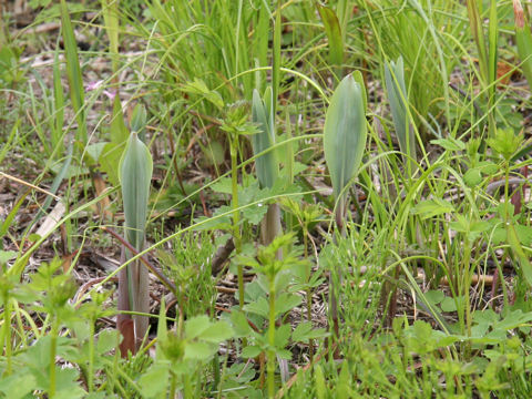 Polygonatum odoratum var. pluriflorum