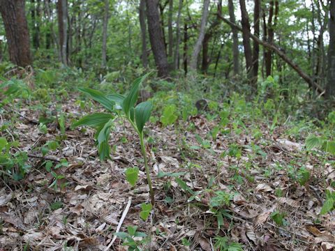 Polygonatum odoratum var. pluriflorum