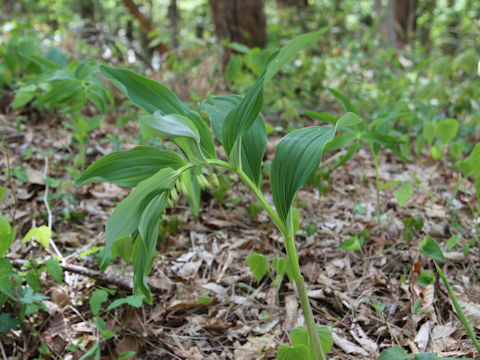 Polygonatum odoratum var. pluriflorum