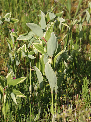 Polygonatum odoratum var. pluriflorum cv. Variegatum