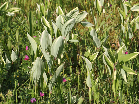 Polygonatum odoratum var. pluriflorum cv. Variegatum