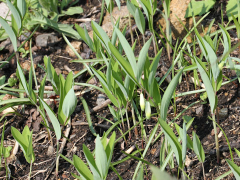 Polygonatum odoratum var. pluriflorum