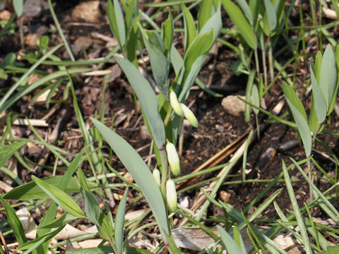 Polygonatum odoratum var. pluriflorum