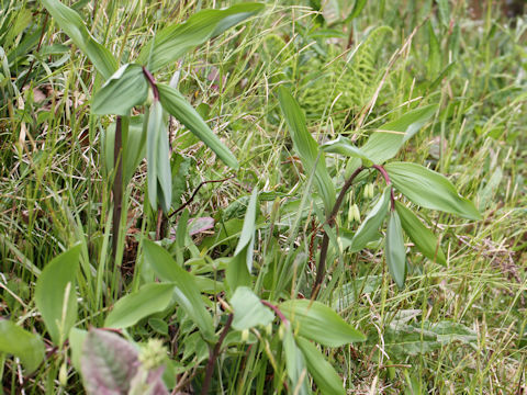 Polygonatum odoratum var. pluriflorum