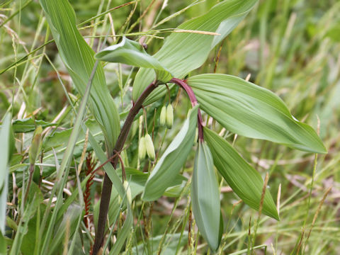 Polygonatum odoratum var. pluriflorum