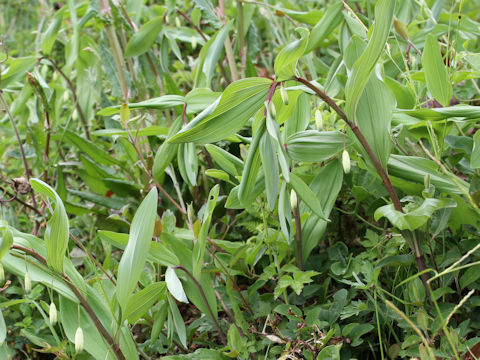 Polygonatum odoratum var. pluriflorum