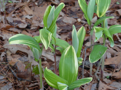 Polygonatum odoratum var. pluriflorum cv. Variegatum