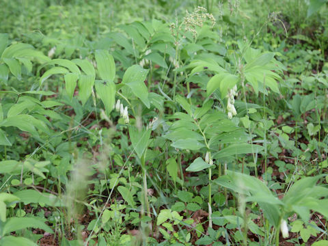 Polygonatum odoratum var. pluriflorum