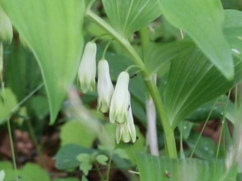 Polygonatum odoratum var. pluriflorum