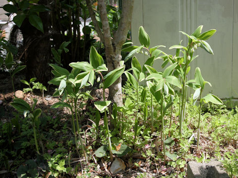 Polygonatum odoratum var. pluriflorum