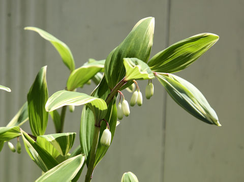 Polygonatum odoratum var. pluriflorum