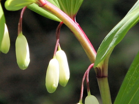 Polygonatum odoratum var. pluriflorum