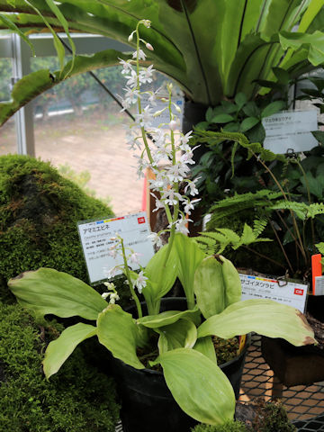 Calanthe amamiana