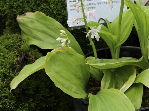 Calanthe amamiana