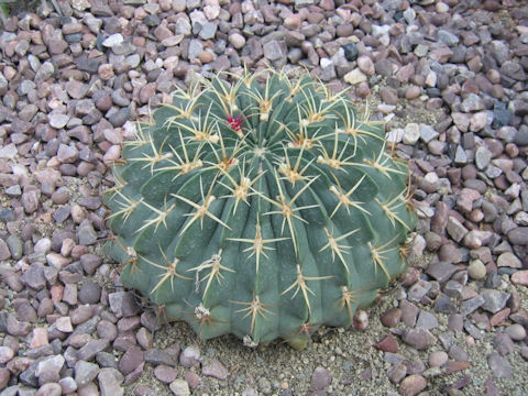 Ferocactus macrodiscus var. multiflorus