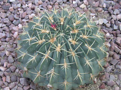 Ferocactus macrodiscus var. multiflorus