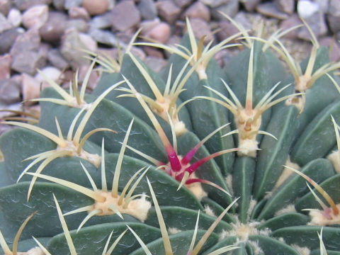 Ferocactus macrodiscus var. multiflorus