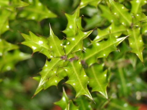 Ilex dimorphophylla