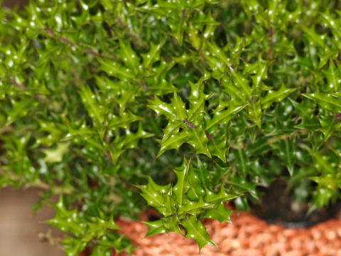 Ilex dimorphophylla