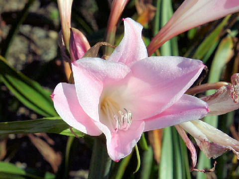 X Amarcrinum howardii