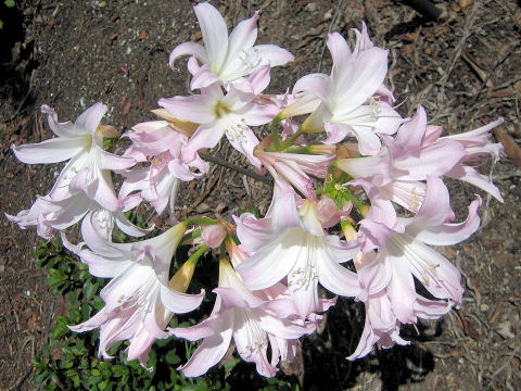 X Amarcrinum howardii