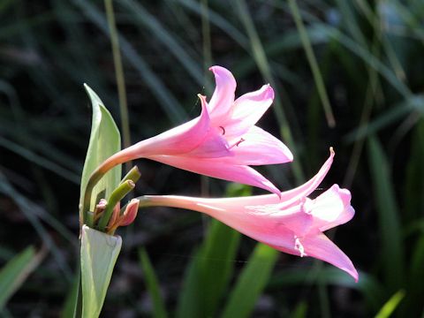 X Amarcrinum howardii