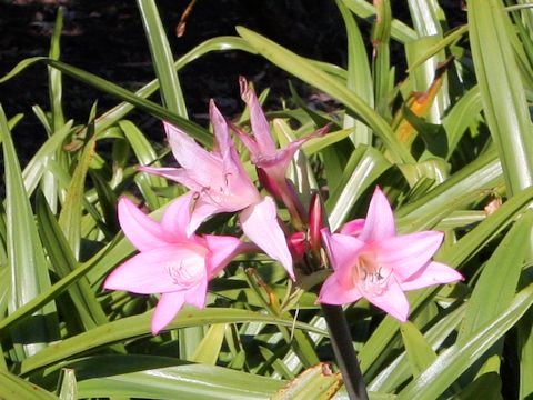 X Amarcrinum howardii