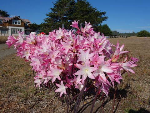 X Amarcrinum howardii