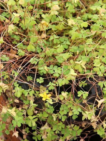 Oxalis amamiana