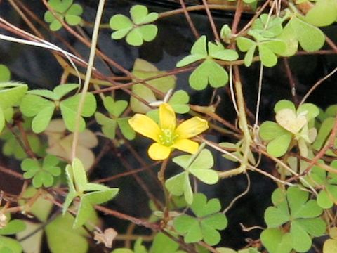 Oxalis amamiana