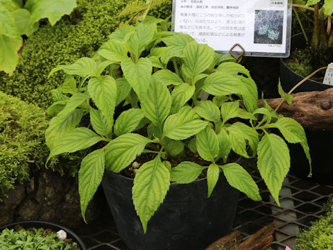 Cardiandra amamiohsimensis