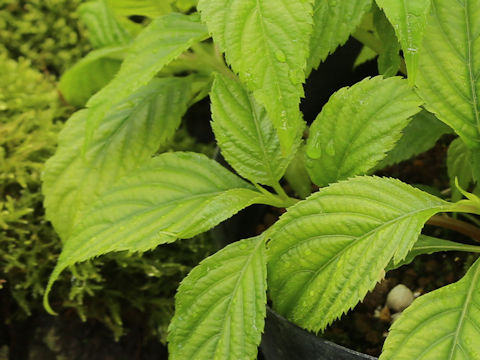 Cardiandra amamiohsimensis