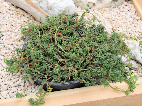 Portulaca okinawensis var. amamiensis