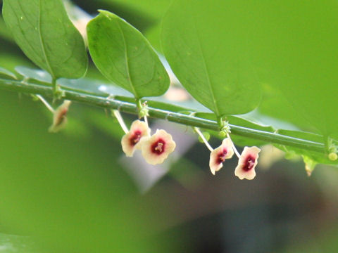 Sauropus androgynus