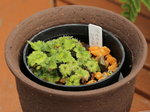 Mitella amamiana