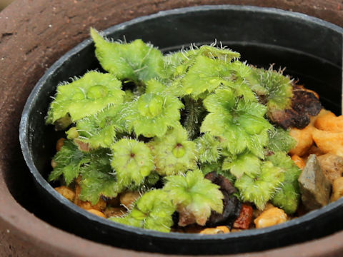 Mitella amamiana
