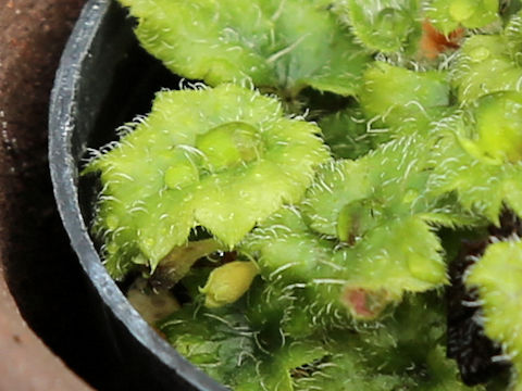 Mitella amamiana