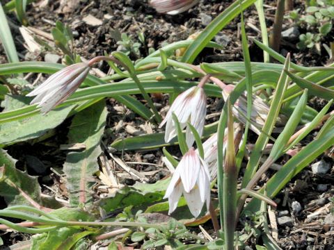 Amana edulis