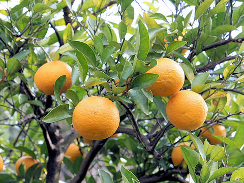 Citrus natsudaidai f. kawanonatsudaidai