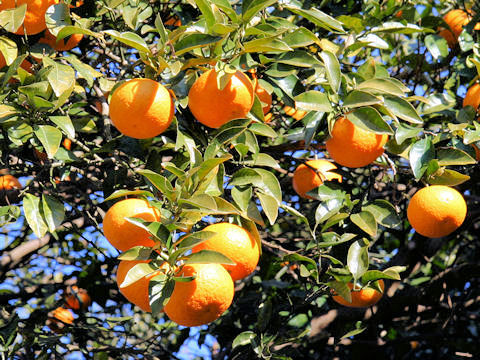 Citrus natsudaidai f. kawanonatsudaidai