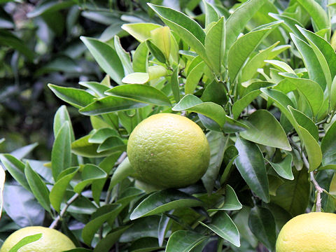 Citrus natsudaidai f. kawanonatsudaidai