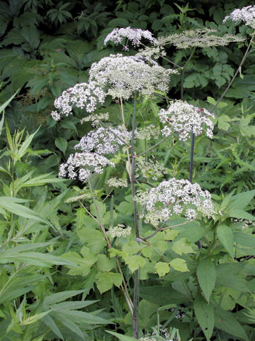 Angelica edulis