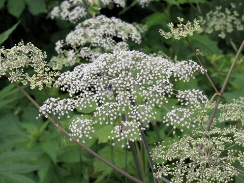 Angelica edulis