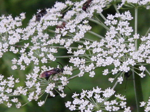 Angelica edulis