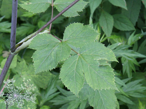 Angelica edulis