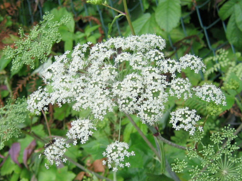 Angelica edulis