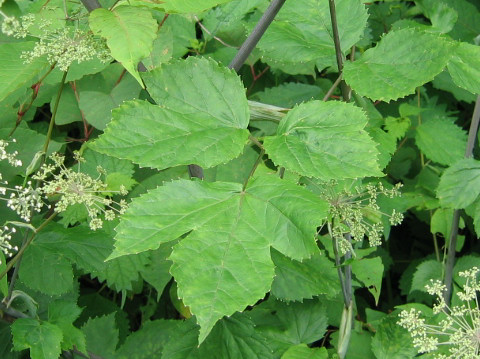 Angelica edulis